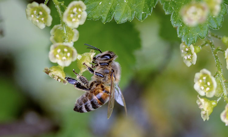 arılar için aşı